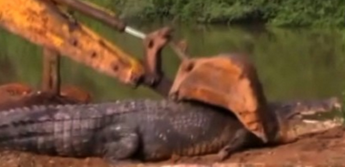 Απίστευτο βίντεο – Διάσωση τεράστιου κροκόδειλου στη Σρι Λάνκα