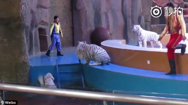 Κίνα: Εκπαιδευτές βασανίζουν λευκή τίγρη σε τσίρκο (Video & Photos)