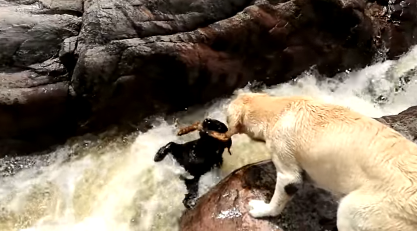 Σκύλος σώζει σκύλο από πνιγμό: Συγκλονιστικό βίντεο