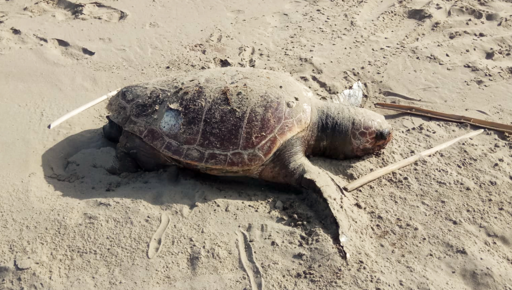 Θεσσαλονίκη: Δεύτερη νεκρή χελώνα καρέτα καρέτα στον Θερμαϊκό