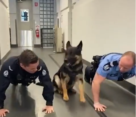 Αστυνομικός σκύλος κάνει… push ups μαζί με τους συναδέλφους του (Video)