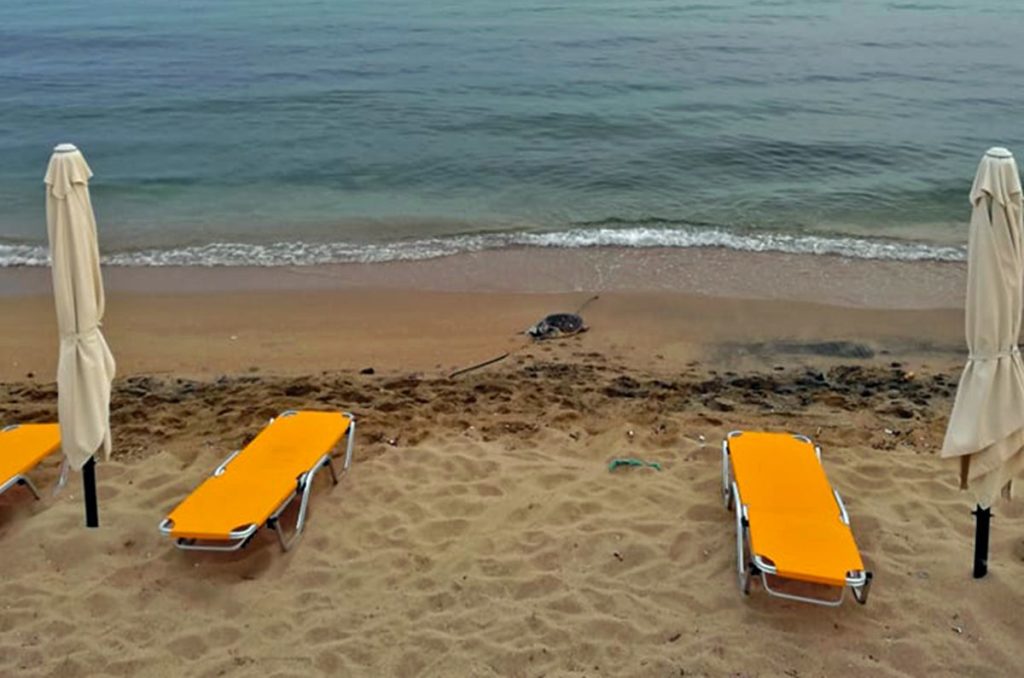 Δύο χελώνες νεκρές σε λιγότερο από 24 ώρες στην Καβάλα