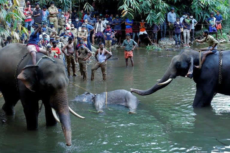 Ινδία: Συνελήφθη ύποπτος για τον φρικτό θάνατο εγκύου ελεφαντίνας με παγιδευμένο φρούτο