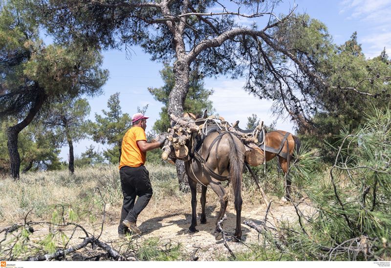 Θεσσαλονίκη: Το φλοιοφάγο έντομο «ανανεώνει» το δάσος του Σέιχ Σου!
