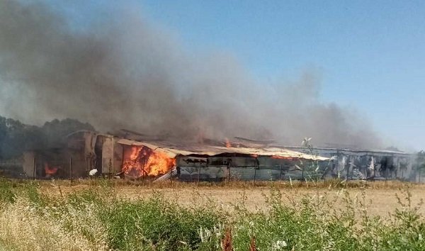 Λάρισα:  320 πρόβατα κάηκαν από πυρκαγιά σε ποιμνιοστάσιο
