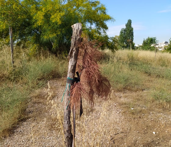 Πάρκο Τρίτση: Η αδιαφορία δημάρχων και Περιφέρειας ξέρανε τα δέντρα που φύτεψαν οι κάτοικοι (Photos)