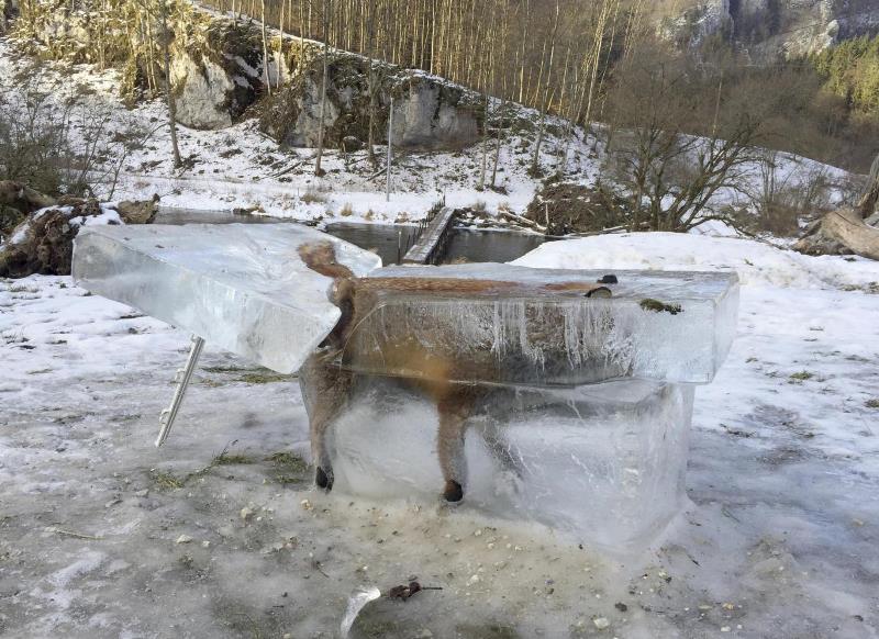 Αλεπού ανασύρθηκε από το Δούναβη μέσα σε ένα μπλοκ πάγου