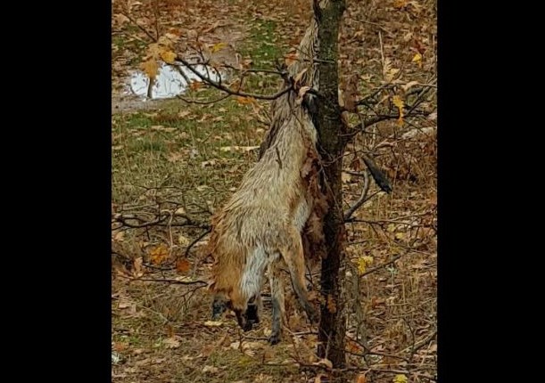Aποτρόπαιο θέαμα με κρεμασμένη αλεπού στην Κοζάνη (Photo)