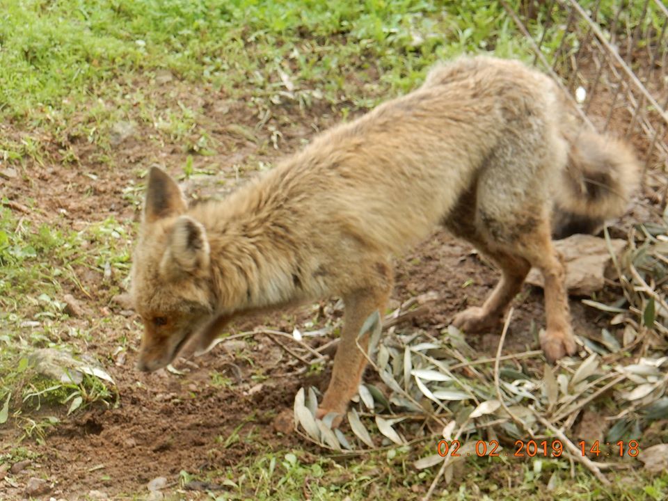 Λέσβος: Απελευθέρωσαν αλεπού η οποία βρέθηκε δεμένη σε περίφραξη (Photos)