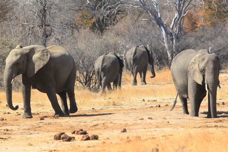 Μποτσουάνα:  Διεθνής κατακραυγή για το θάνατο 350 ελέφαντων