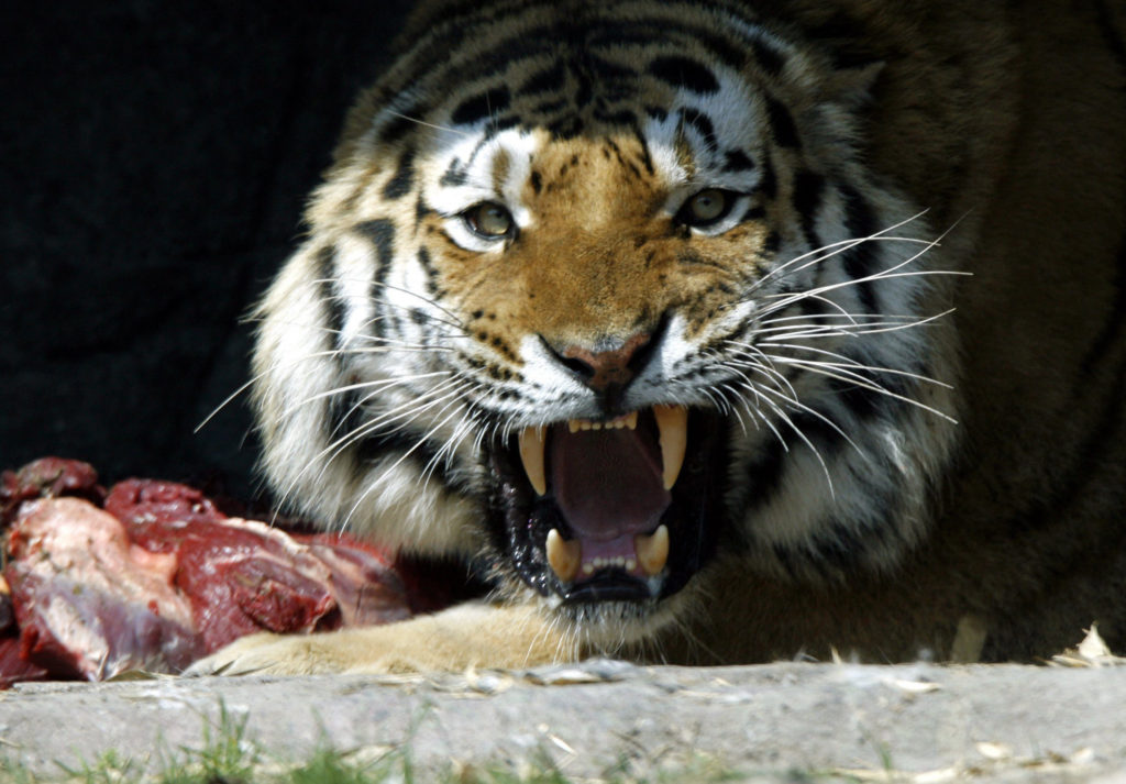 Tραγωδία σε ζωολογικό κήπο της Ζυρίχης: Γυναίκα φύλακας έπεσε θύμα σιβηρικής τίγρεως