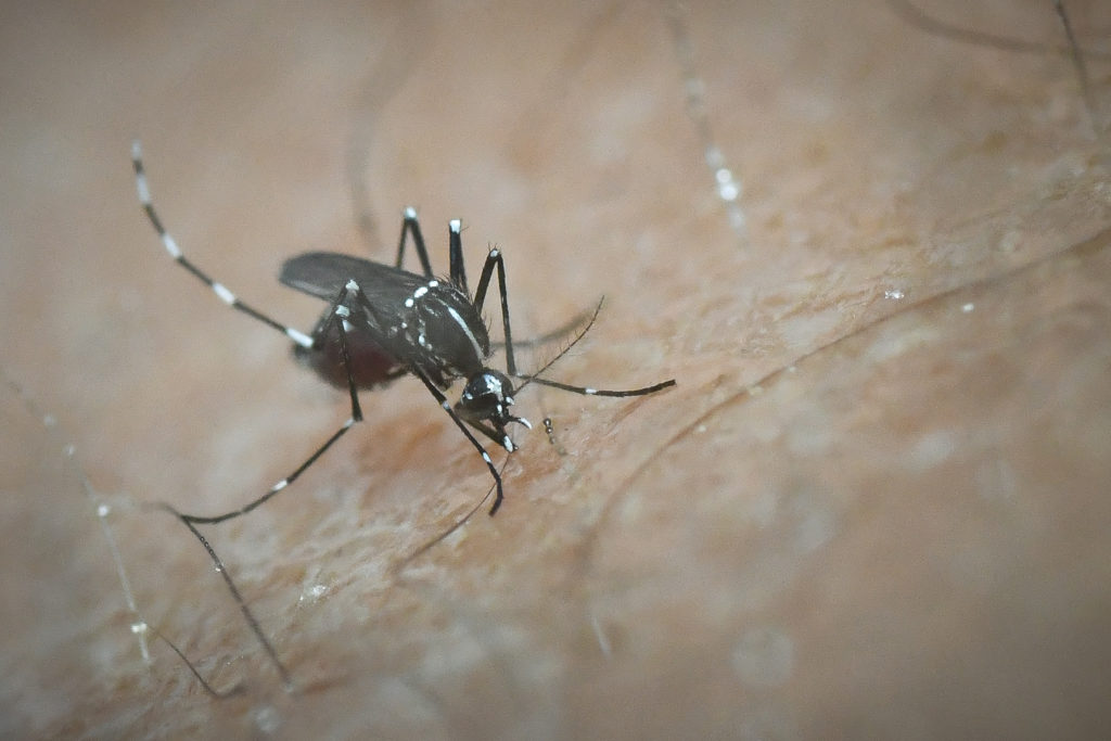 Τρία κρούσματα του ιού του δυτικού Νείλου στην Καβάλα – Προηγήθηκαν δύο στην Ξάνθη