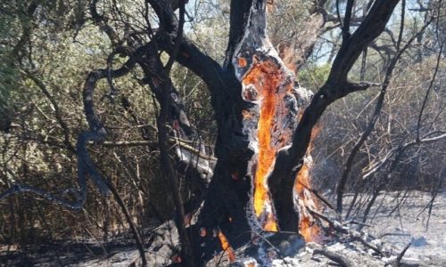 Σε εξέλιξη η φωτιά στην ορεινή Νάξο