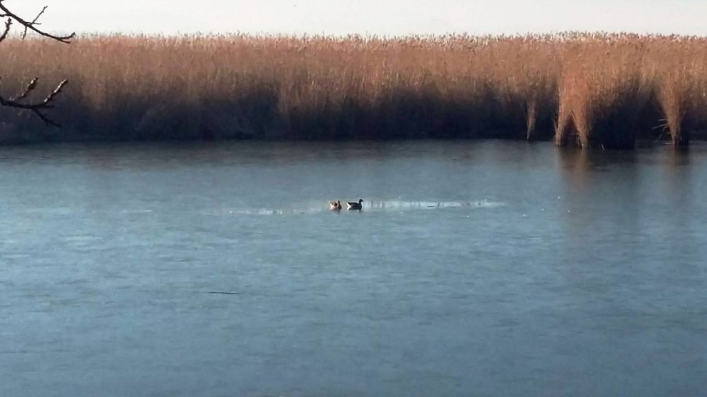 Γιάννενα: Πάγωσαν τμήματα της λίμνης (Photos)