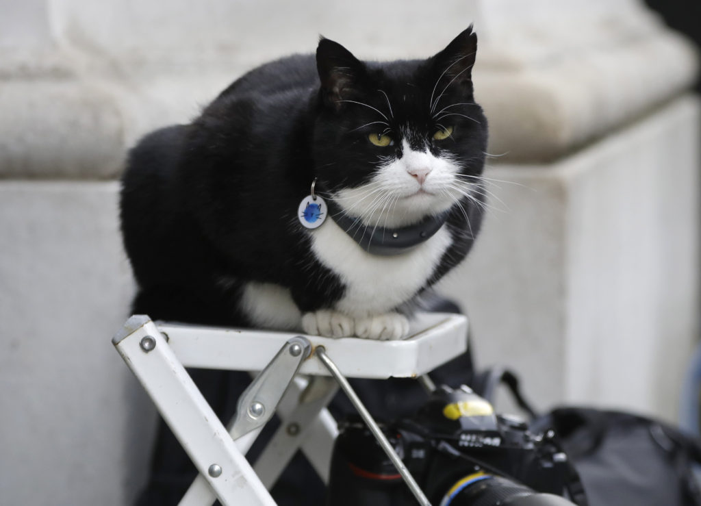 Βρετανία: Ο Πάλμερστον, ο γάτος του Φόρεϊν Όφις, βγαίνει στη σύνταξη