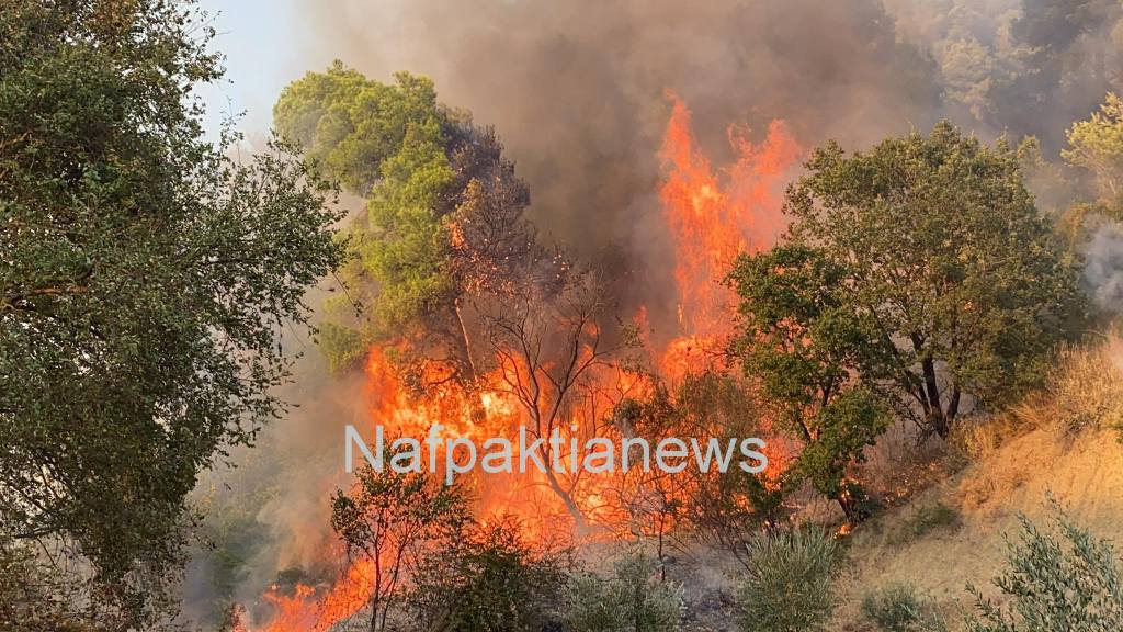 Φωτιά σε πευκόδασος στο Τρίκορφο Ναυπακτίας (Video)