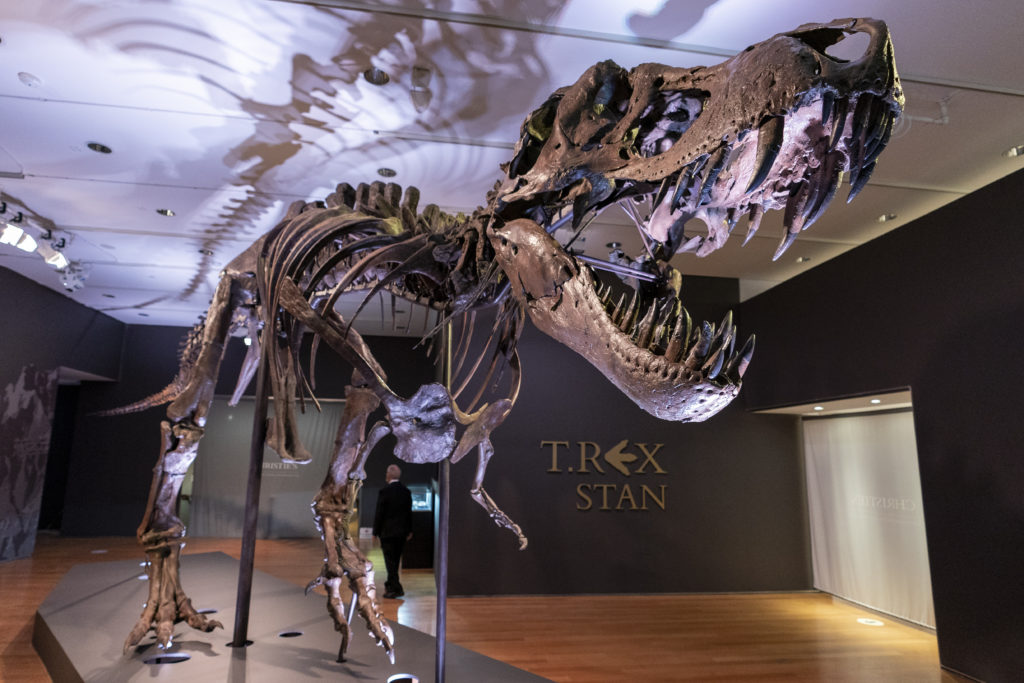 ΗΠΑ: Σε δημοπρασία σκελετός T-rex, ηλικίας 67 εκατομμυρίων ετών από τον οίκο Christie’s