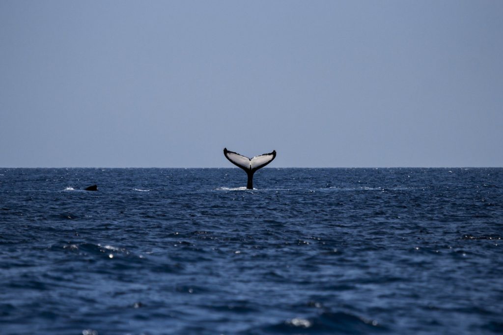 Επιστήμονες στην Αυστραλία προσπαθούν να σώσουν δεκάδες φάλαινες