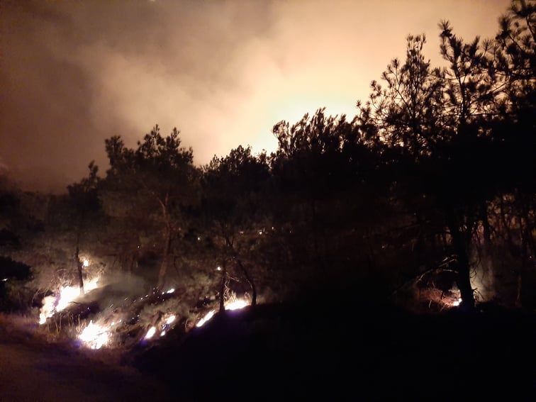 Καταγγελία από WWF: Ο στρατός πίσω από την πυρκαγιά στο δάσος της Δαδιάς