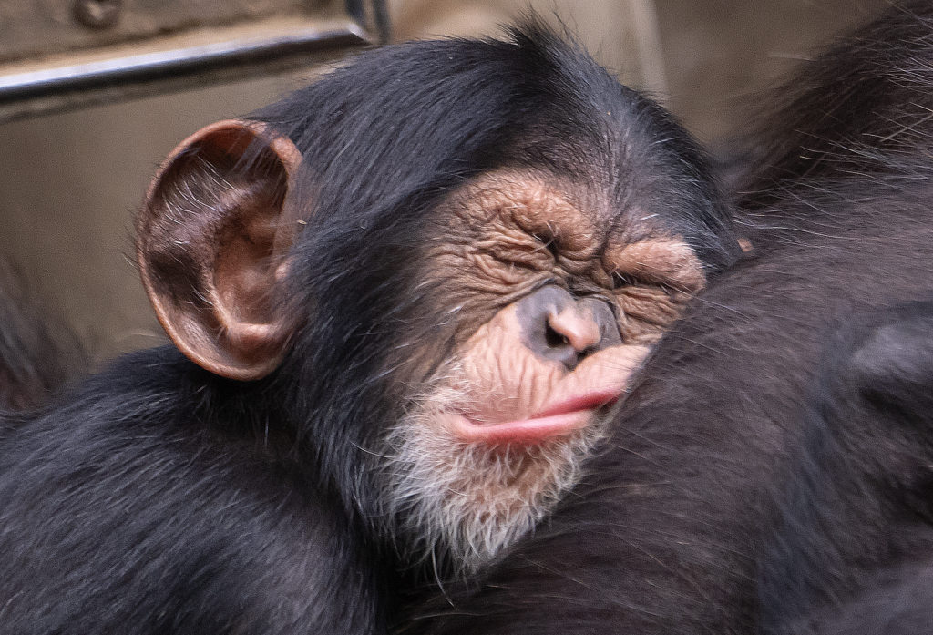 Και οι χιμπατζήδες – όπως και οι άνθρωποι – γίνονται πιο επιλεκτικοί στις φιλίες όσο μεγαλώνουν