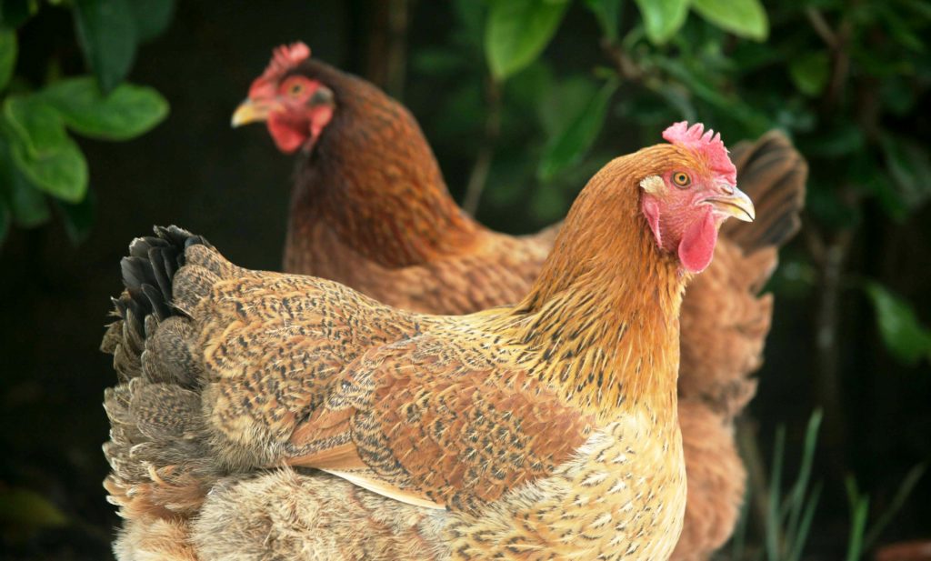 Κλειστή μεγάλη πτηνοτροφική μονάδα στα Γιάννενα λόγω κρουσμάτων κορονοϊού
