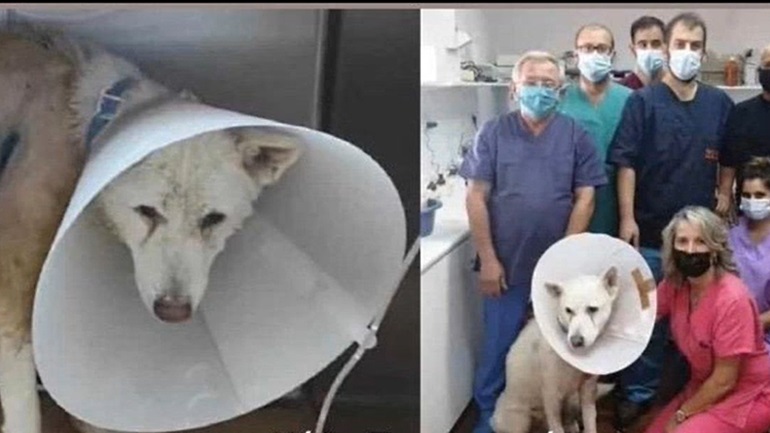O σκύλος που μαχαιρώθηκε τα κατάφερε και έσμιξε κλαίγοντας με τον ιδιοκτήτη του