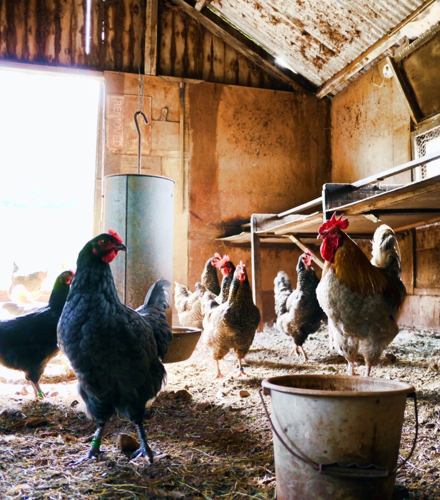 Ολλανδία: Προχωρά στην σφαγή 200.000 πουλερικών λόγω της γρίπης των πτηνών