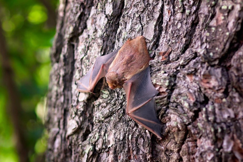 Εκπληκτικό: Άρρωστες νυχτερίδες κρατούν αποστάσεις για να μην κολλήσουν τις άλλες