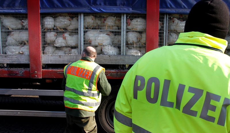 Ολλανδία: Σειρά πήραν τα πουλερικά – θανατώθηκαν 190.000 σε δύο εκτροφεία