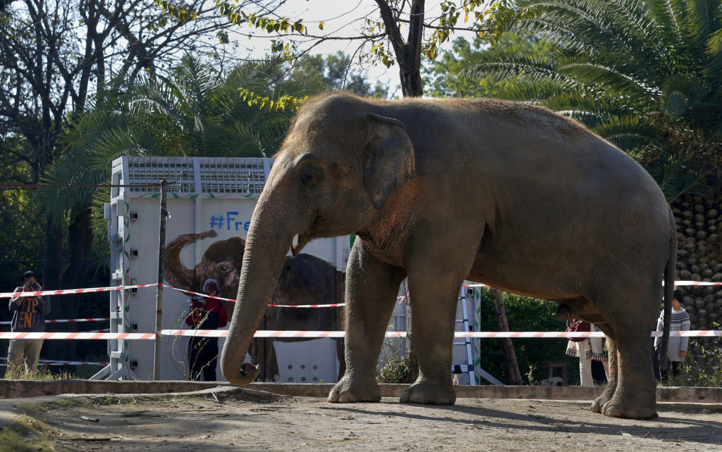 Στο Πακιστάν η Σερ, στο πλευρό ενός κακοποιημένου ελέφαντα (Photos + Video)