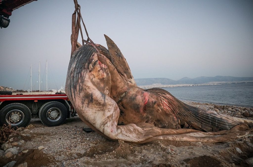 Πειραιάς: Νεκρή φάλαινα ξεβράστηκε στη Φρεαττύδα (Photos)