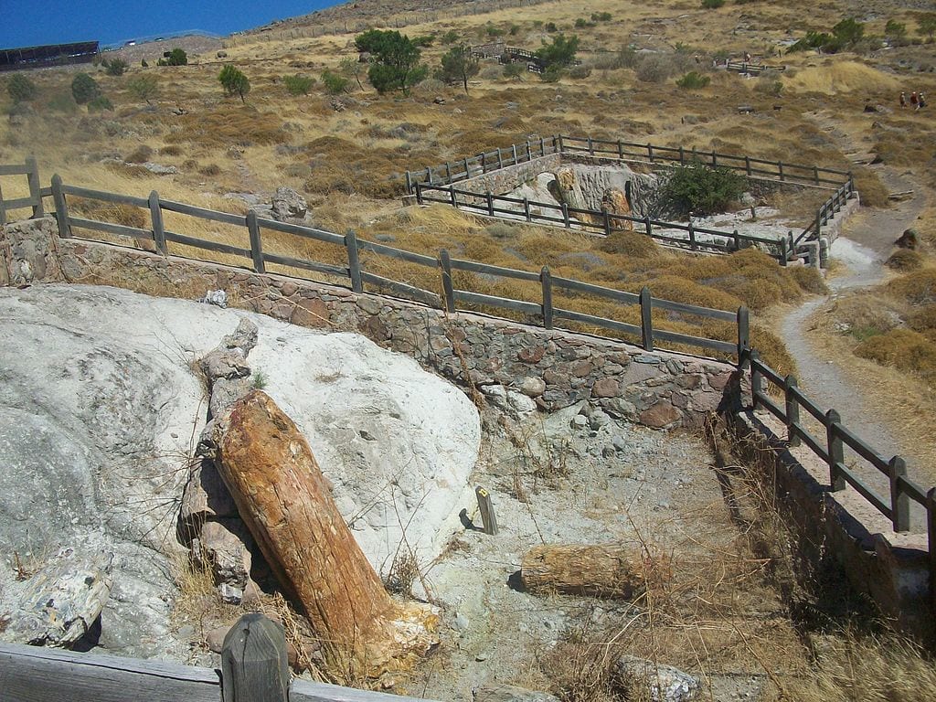 Μυτιλήνη: Τι μαρτυρούν οι απολιθωμένοι κορμοί δέντρων που βρέθηκαν στις νέες ανασκαφές