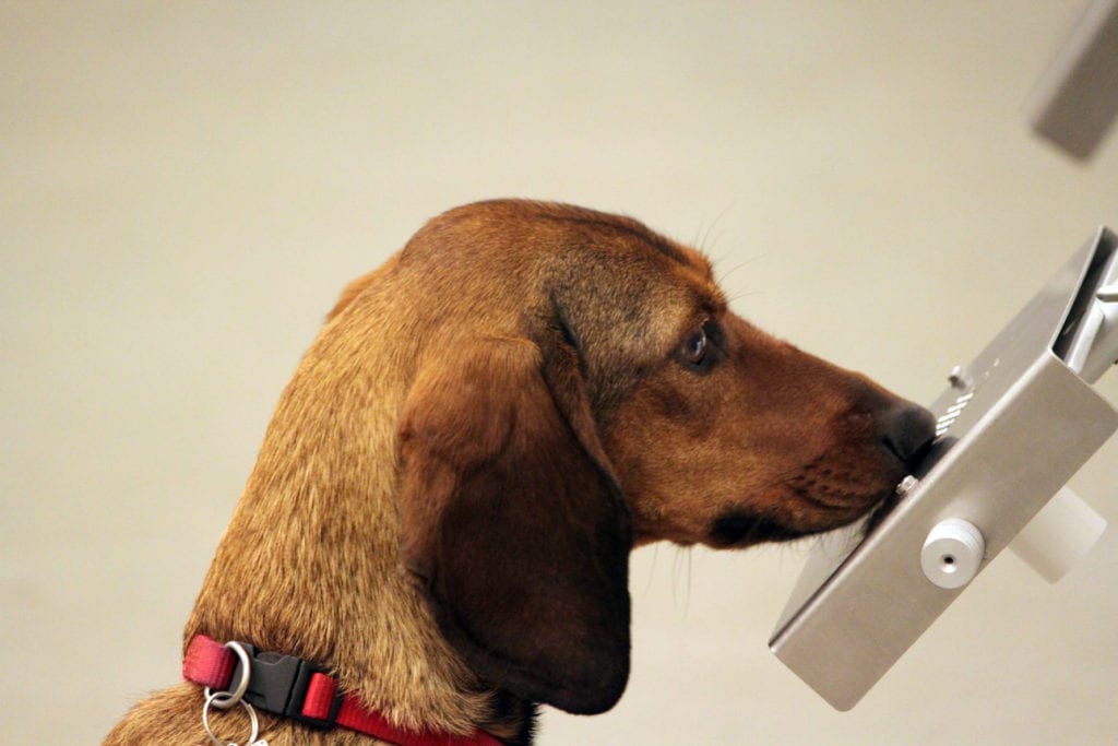 Περιοχή της Ιταλίας ξεκινά την πειραματική εφαρμογή του σχεδίου «εκπαιδευμένα σκυλιά κατά του κορονοϊού»