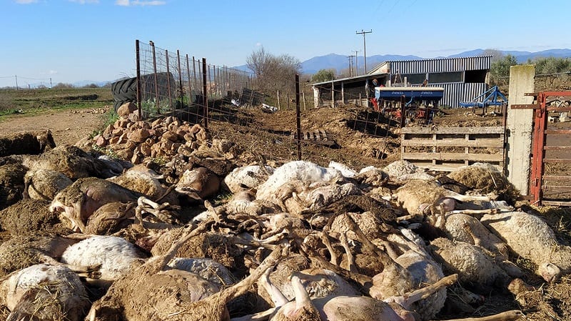 Κτηνοτρόφος έχασε πάνω από 1.000 ζώα από τις πλημμύρες στη Ροδόπη