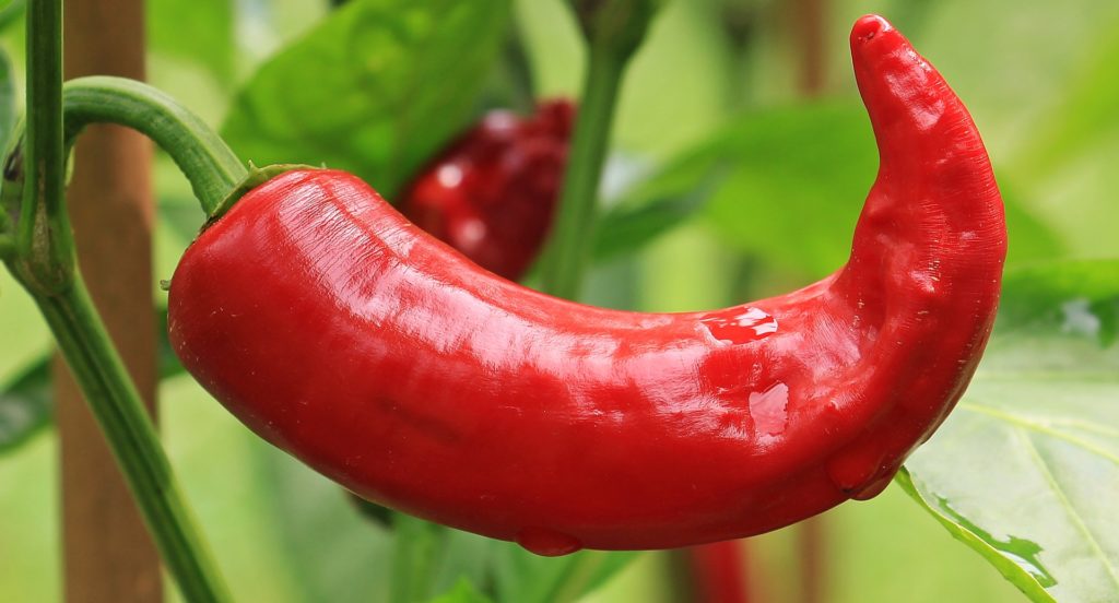 Καυτερές πιπεριές: Οι «βασίλισσες» της υγείας