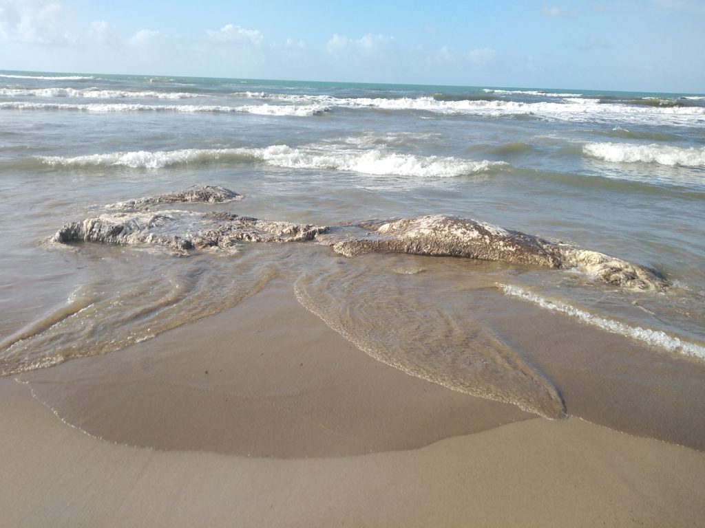 Νεκρός φυσητήρας εντοπίστηκε σε παραλία της Ηλείας