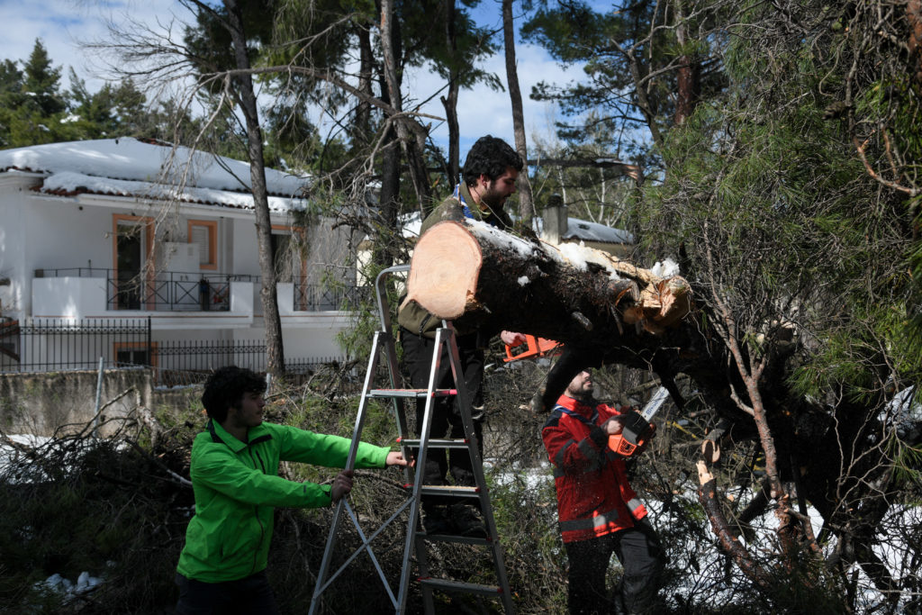 Εθνικό Αστεροσκοπείο: Να γιατί το χιόνι της «Μήδειας» έριξε τόσα πολλά δέντρα