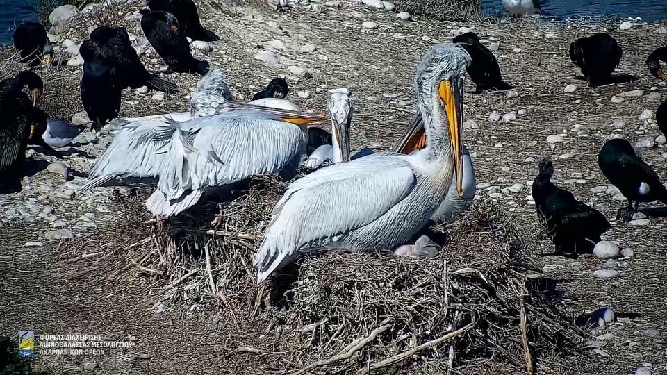 Μεσολόγγι: Βγήκαν τα πρώτα πελεκανάκια στη λιμνοθάλασσα