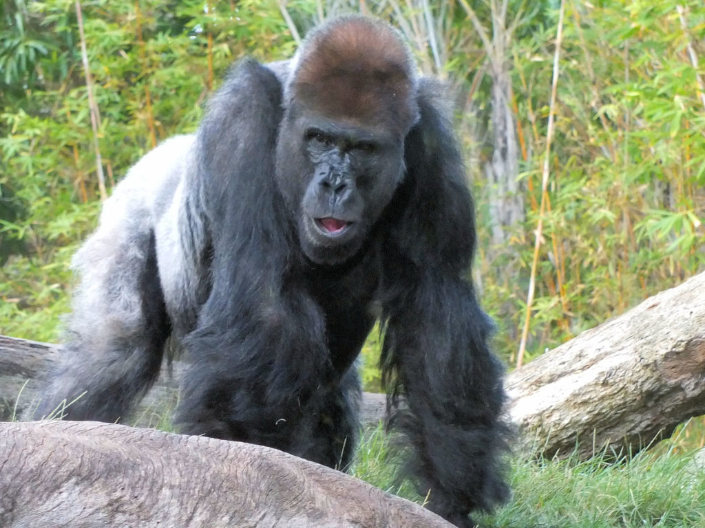 Κορονοϊός-ΗΠΑ: Εμβολιάστηκαν οι μεγάλοι πίθηκοι του ζωολογικού κήπου του Σαν Ντιέγκο