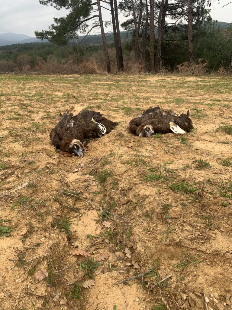 Δηλητηρίασαν σπάνιους μαυρόγυπες στο Εθνικό Πάρκο Δάσους Δαδιάς