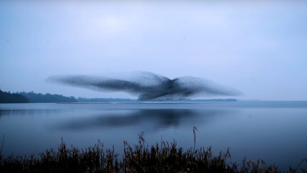 Ιρλανδία: Υπερθέαμα από ένα σμάρι με ψαρόνια πάνω από λίμνη (Video)