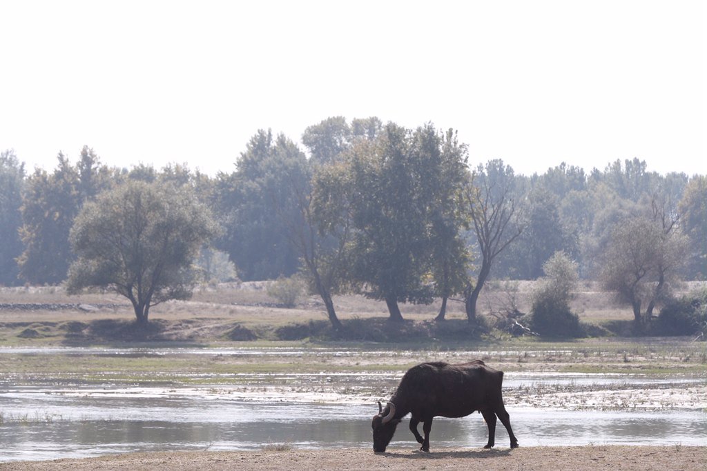 Όταν ο Κυριάκος συνάντησε τα βουβάλια κι έφαγε μπουγάτσα (Photos)