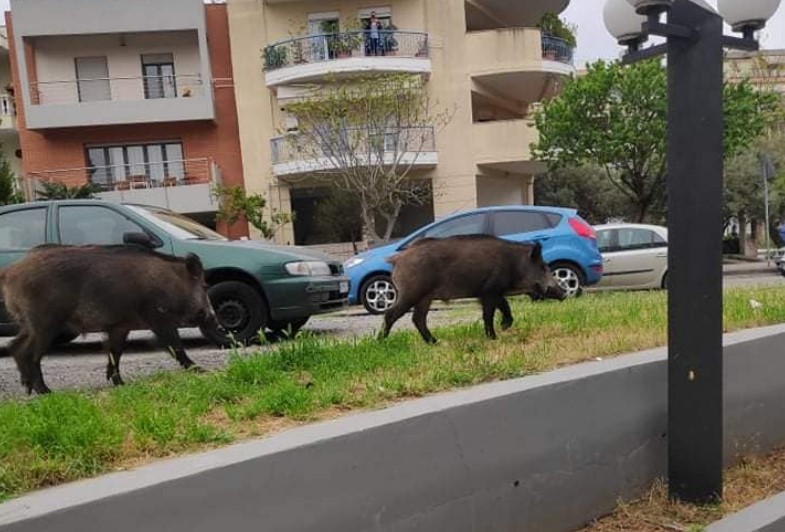 Aγριογούρουνα βολτάρουν στην Ανατολική Θεσσαλονίκη (εικόνες)