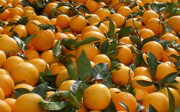 Δέσμευση 2,4 τόνων πορτοκαλιών στον Πειραιά