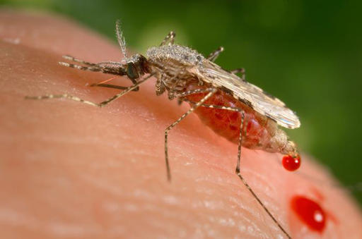 Ανοίγει ο δρόμος για το εμβόλιο της ελονοσίας