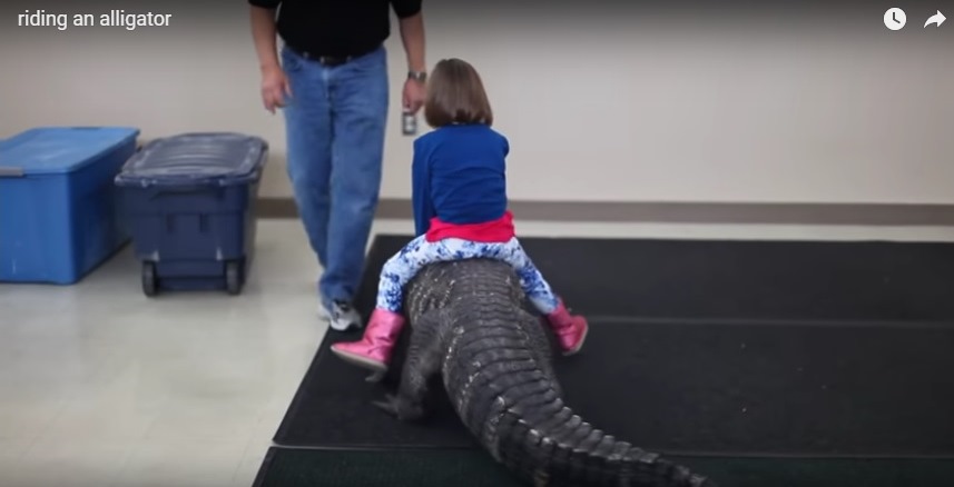 Ασύλληπτο: Μητέρα έβαλε το παιδί της να κάνει βόλτα πάνω σε… αλιγάτορα! (Video)