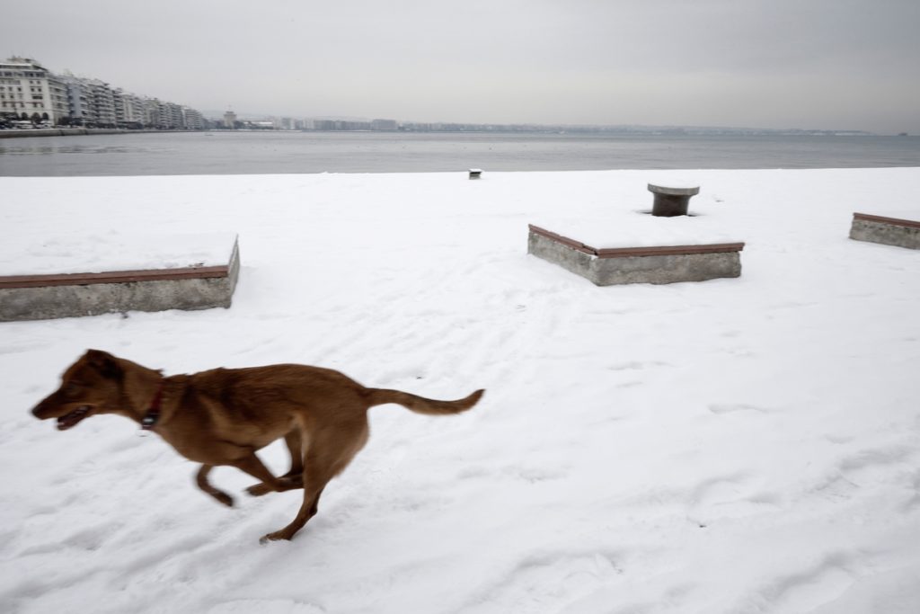 Δράμα: Άφησε το σκυλί του δεμένο να πεθάνει από το κρύο (ΠΡΟΣΟΧΗ: Σκληρή εικόνα)