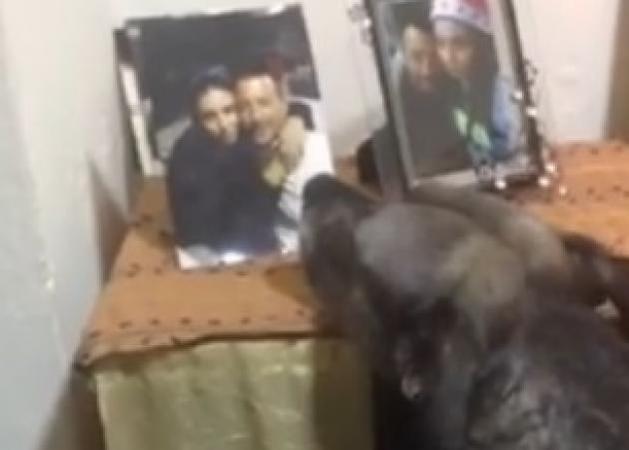 Θα δακρύσετε αν δείτε αυτό το σκυλάκι που θρηνεί μπροστά στην φωτογραφία της αφεντικίνας του (Video)