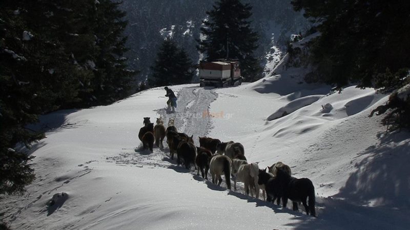 Η ΕΜΑΚ απεγκλωβίζει άλογα στην χιονισμένη Πίνδο (video+pics)