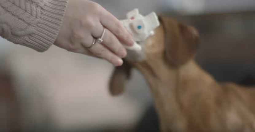 Για πολλά χαμόγελα: Σκυλάκι ξαναβρίσκεται με το αγαπημένο του παιχνίδι μετά από πέντε χρόνια (Video)